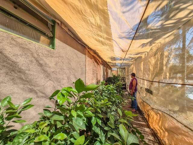 Comércio ilegal de plantas cítricas gera multa de até R$ 105 mil em MS